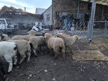 куда отдать собаку бишкек: Продаю | Ягненок | Меринос, Романовская, Полукровка | На забой, Для разведения, Для шерсти | Кастрированные, Ярка — 5