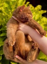 ящик для документов: ✨ БРИТАНСКИЕ КОТЯТА ЗОЛОТИСТОЙ ШИНШИЛЛЫ В ПОИСКАХ ДОМА! ✨ Наши малыши — 6