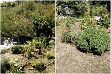 садовник требуется: Уборка территории, Уход за деревьями — 3