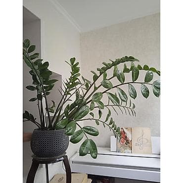 аквариум цены: Замиокулькас. Цена 2500с — 1