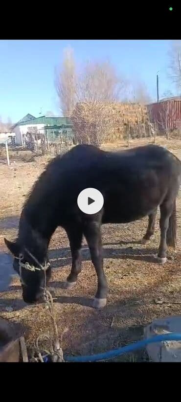 купить кролика декоративного: Продаю | Кобыла (самка) | Рабочий — 1