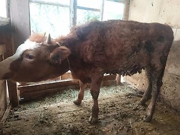 тай байтал: Продаю | Музоо, торпок | На откорм | Привязанные — 7