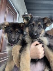 купить собаку породистую: 🐾 Щенки немецкой овчарки 🐾 Продаются красивые, породные щенки — 1