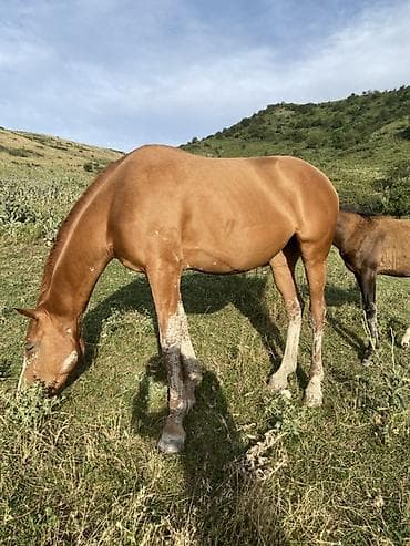 Үй жаныбарлары: Сатам | Бээ (ургаачы) | Көбөйтүү үчүн | Асыл тукумдуу — 3