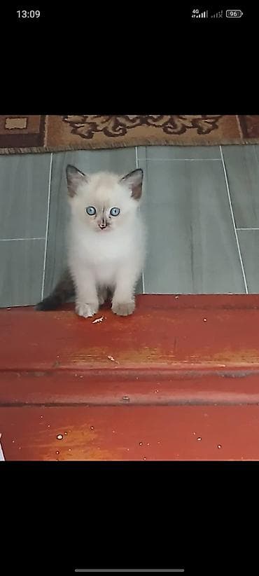 шатланский кошка: Шотландские котята (скоттиш-фолд/скоттиш-страйт), помёт от домашней — 2