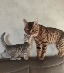 экзотическая короткошёрстная кошка: Бенгальская, 2 месяца, Мальчик, Голубой, Приучена к лотку — 5