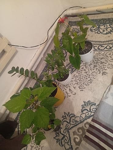 себе: Все за 3000 сом срочно Домашние комнатные растения в горшках (набор) — 3