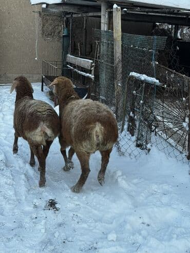 кошка продаётся: Продаю | Овца (самка), Баран (самец) | Арашан — 5