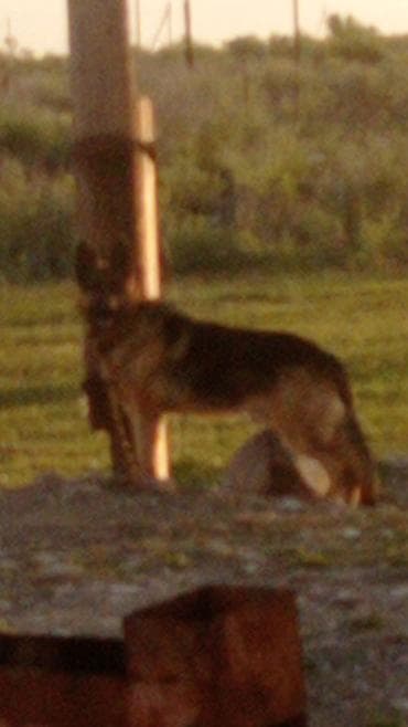 собака беловодск: Немецкая овчарка, 1 год, Самец — 6