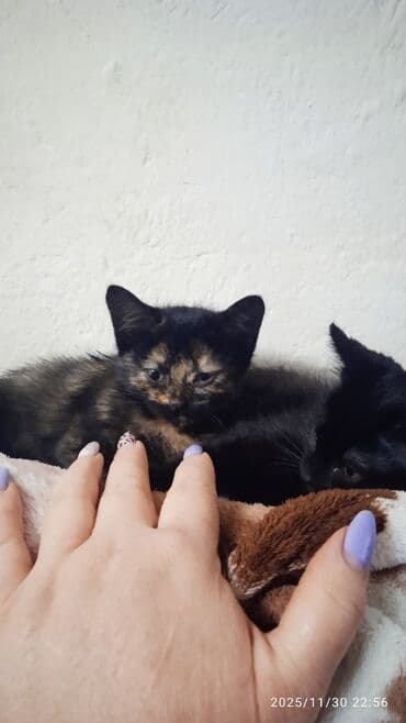 цена шотландской вислоухой кошки: Котята в добрые и ответственые руки. Кушают все и китекет тоже. Кашку — 8