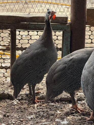 продажа домашних животных: Продам цесарки — 1