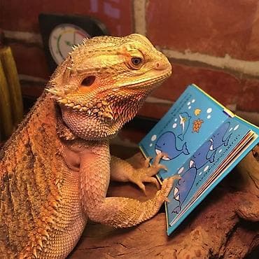 Кошки: Бородатая агама (Pogona vitticeps) - Окрас: теплые песочно-оранжевые — 2