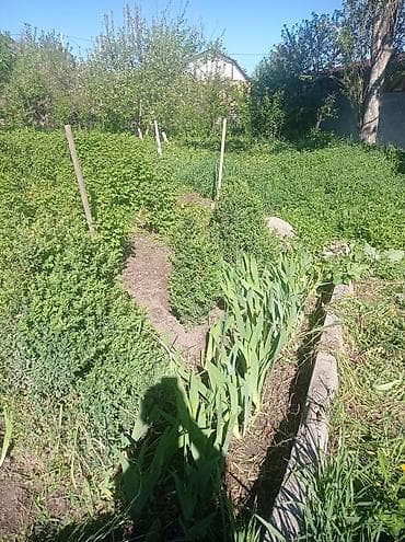 Самшит: Самшит (Buxus sempervirens) — взрослые сформированные кусты для живых — 4