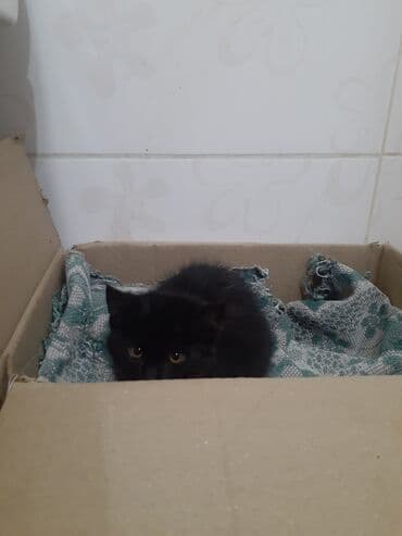 Кемирүүчүлөр: Котёнок чёрного окраса с мягкой полудлинной шерстью. Яркие янтарные — 2