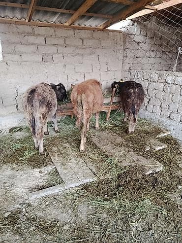 уй швиц: Продаю | Бык (самец), Музоо, торпок — 4