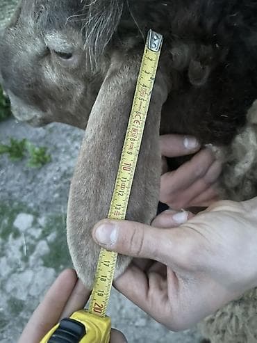 сулайман тоо: Сатам | Кочкор (эркек) | Арашан | Союуга — 3