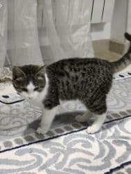 показы 1 354 72 договорная кошка даром британская короткошёрстная 1 год мальчик метис 2 позвонить написать: Мышык бекер берилет: Породасыз, 4 айлык, Ургаачы, Лотокко барууга үйрөтүлгөн — 2