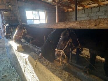 Продаю | Жеребец | На забой