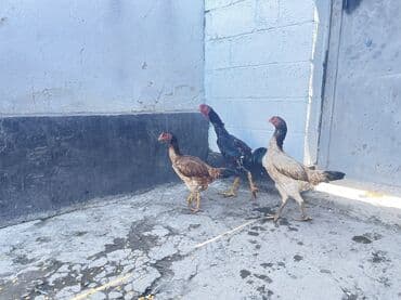 попугай ара цена: Продаю Возраст петушка Июнь второй. Дикий, Порода Мать Шамо миксован — 4