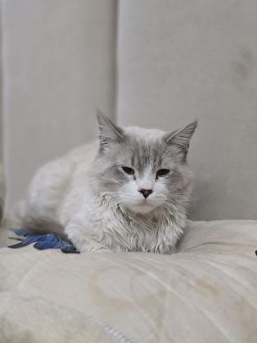 миниатюрные кошки: 1 год, Мальчик — 3