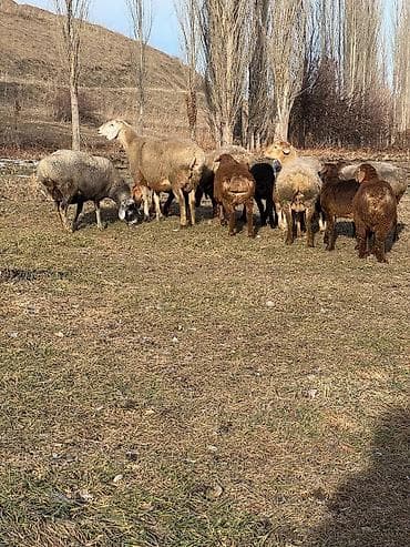 ягненок гисар: Продаю | Овца (самка) | Для разведения | Матка — 5