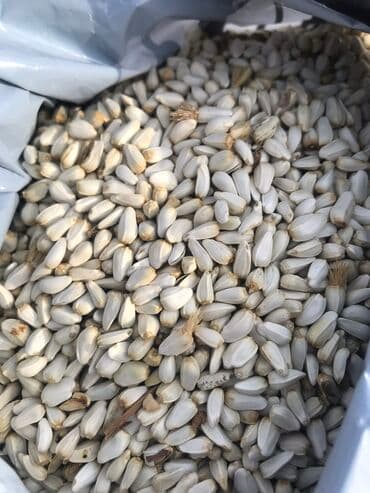 инструменты для велосипеда: Только оптом Продам Сафлор (Масар) семена масленичного сафлора на — 3