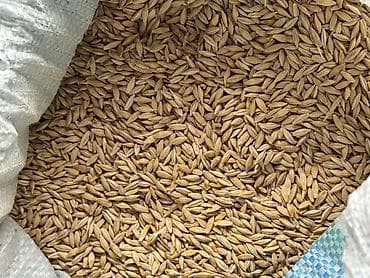 сколько стоит кошка в бишкеке: Продаю ячмень для посева. В Чуйской обл. панфиловский р-н., село — 2