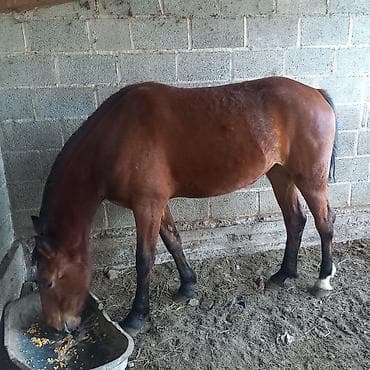 где можно купить ячмень: Продаю | Кобыла (самка) | Рабочий — 1