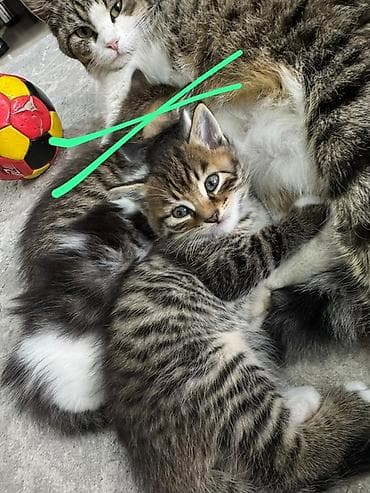 кошка без шерсти: Котята домашние, от ласковой кошки-мамы. Помёт разнополосый: - — 3