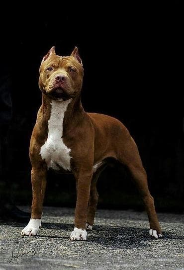 Иттер сатылат: Американский булли (тип Pocket/Standard) — породистые кобели с ярко — 2