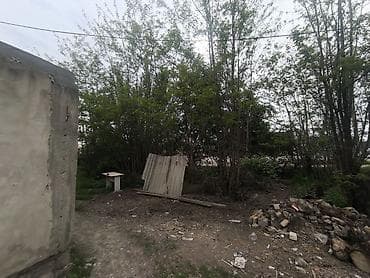 палено: Отдам даром деревья на дрова. самим надо спилить — 3