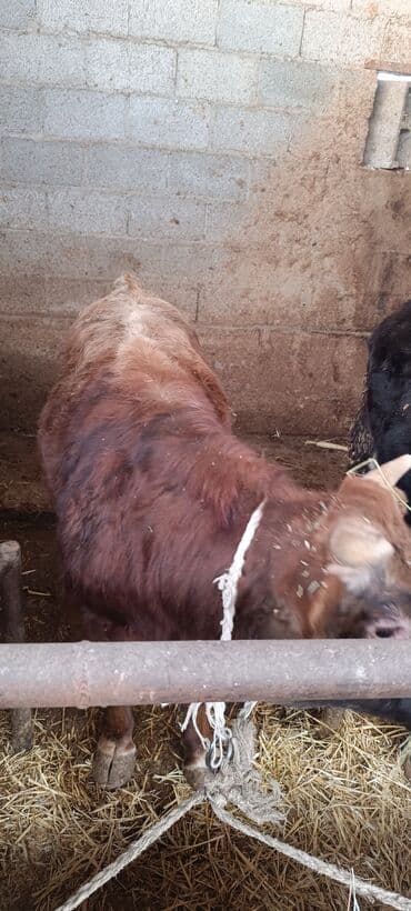 бравекто для собак бишкек: Продаю | Бык (самец) | На откорм | Привязанные — 7