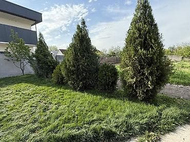 саженцы дуба: Туя Сатылат Живые хвойные растения для озеленения участка — 9