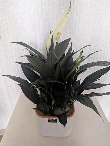 Комнатные розы: Комнатные растения в горшках - Антуриумы (красные и белые соцветия) — 6