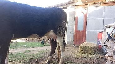 бычки парода: Продаю | Корова (самка) | Полукровка | Для разведения | Нетель — 5