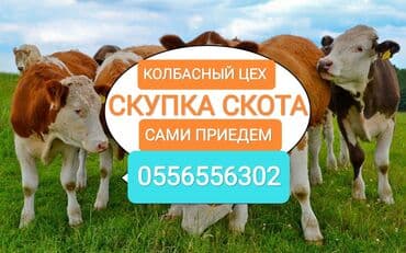 ферма: Сатып алам | Уйлар, букалар, Жылкылар, аттар | Күнү-түнү, Бардык шартта, Союлган