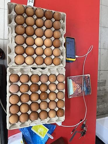 Жумурткалар: Куриные яйца, коричневые, столовые - Упаковка: лотки по 30 штук — 2