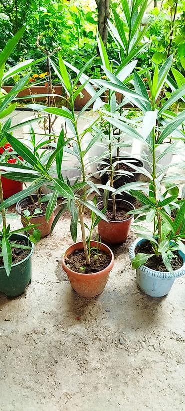 Детки Олеандра (Nerium oleander) в горшках - Вид: вечнозелёный
