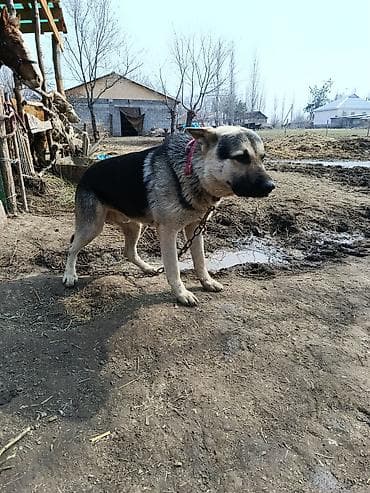 Отдам даром собаку: Бельгийская овчарка, взрослый кобель. 3 года — 2