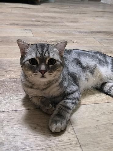 Скотиш Фолд (Шотландская вислоухая), 5 месяцев, Мальчик — 2