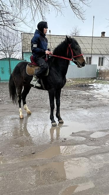 Продаю | Жеребец | Полукровка