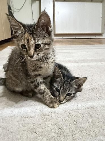 Үй жаныбарлары: Котята ищут дом!! Брат Риччи и сестренка Черри отдаются в добрые — 1