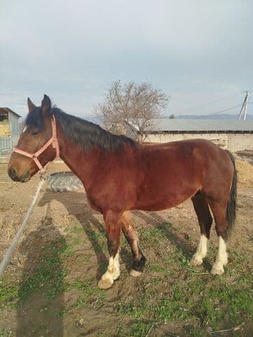 собака охотничий: Продаю | Жеребец — 4