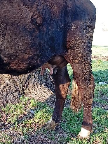 кошка свинкс: Продаю | Корова (самка) | Для молока — 4