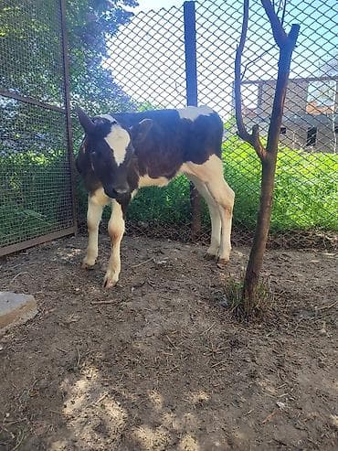 продам телят бычков: Продаю | Музоо, торпок | Алатауская, Симментальская | На откорм | Искусственник — 8