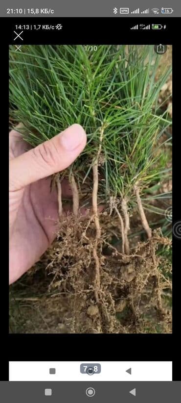 садовый бур: Саженцы деревьев: Туи — 3