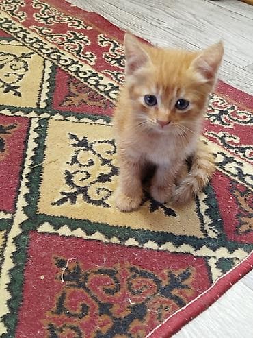 Котята-домоседы, окрас: рыжий табби (мальчики) и серо-белый дымчатый — 3