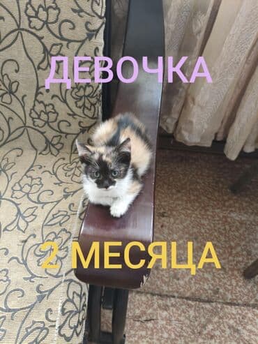 сколько стоит кошка породы мейн кун: Мейн-кун, 3 месяца, Девочка, Черепаховый — 3
