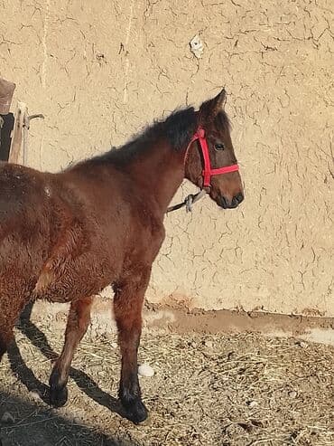 породистые собаки в добрые руки: Продаю | Жеребенок | Для разведения | Племенные — 5