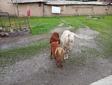 ласка животные: Продаю | Овца (самка) | Для разведения | Матка — 4